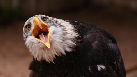 Animals birds eagles funny wallpaper