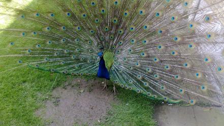 Chamran hospital male peacock tavoos birds peacocks wallpaper