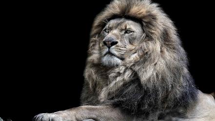 Animal lion wallpaper