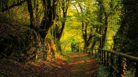 Forest path moss wallpaper