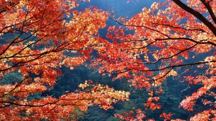 Japan autumn (season) leaves wallpaper