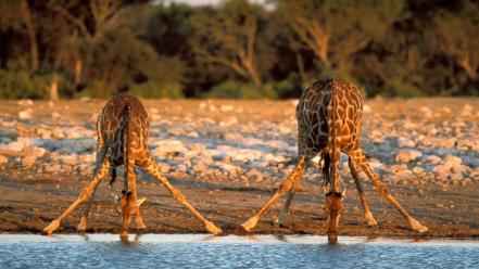 Landscapes namibia africa national park giraffes wallpaper
