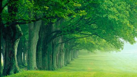Nature trees summer louisville wallpaper