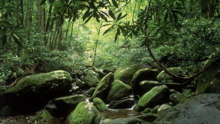 Tennessee national park great smoky mountains fork wallpaper