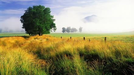 Tennessee national park oak great smoky mountains wallpaper