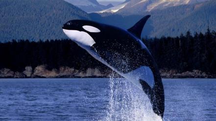 Animals forests mountains skylines trees wallpaper