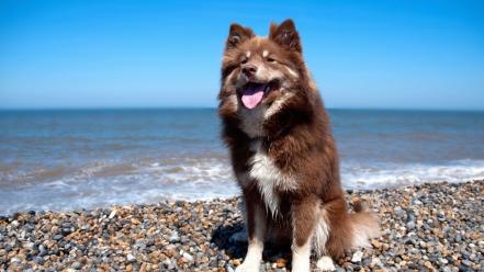 Beach animals dogs shore wallpaper