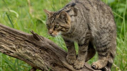 Cats animals branches wallpaper
