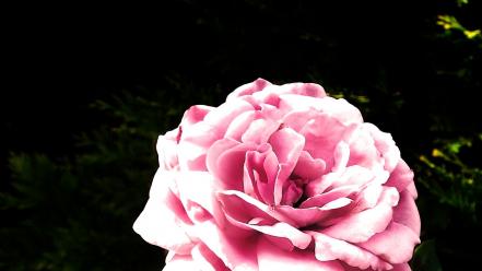 Green flowers garden pink rose wallpaper