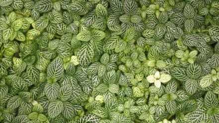 Green garden plants wallpaper