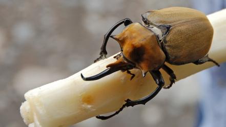Insects beetles wallpaper