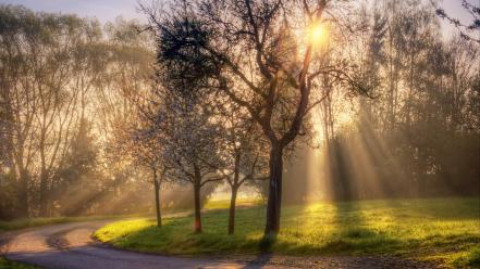 Landscapes nature sun trees summer wallpaper