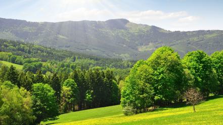 Landscapes nature trees summer wallpaper