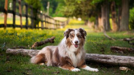 Nature animals dogs shepherd dog wallpaper