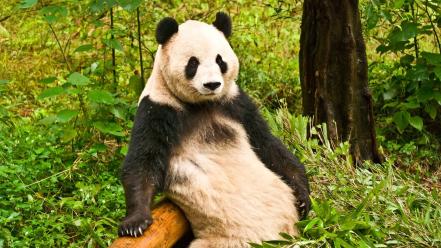 Nature animals panda bears wallpaper