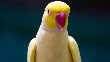 Parrots birds yellow indian ringneck wallpaper