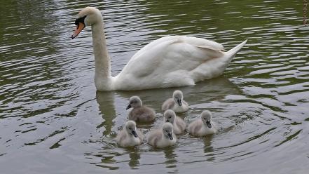 Water swans ripples baby birds wallpaper
