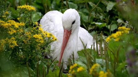 Yellow flowers storks birds wallpaper