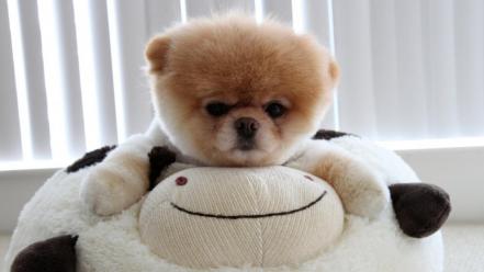 Animals dogs pets pomeranian hugging boo wallpaper