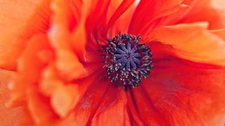 Flowers macro pollen red poppies wallpaper