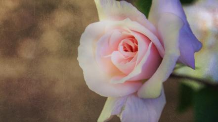 Flowers pink brown textures bokeh roses photomanipulation wallpaper
