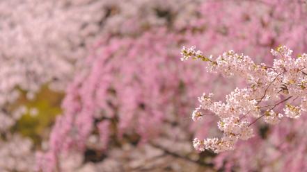 Japan cherry blossoms flowers spring (season) wallpaper