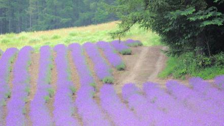 Japan flowers spring (season) purple wallpaper