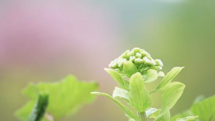 Japan nature wallpaper