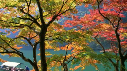 Japan trees leaves wallpaper