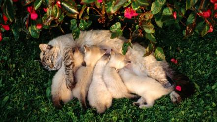 Nature cats kittens baby animals wallpaper