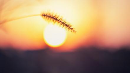 Nature sun silhouette plants depth of field wallpaper