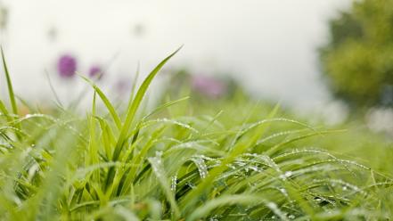 Water drops depth of field blurred background wallpaper