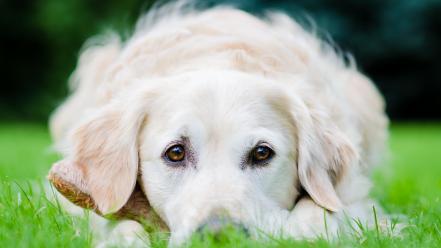 Animals dogs labrador retriever wallpaper