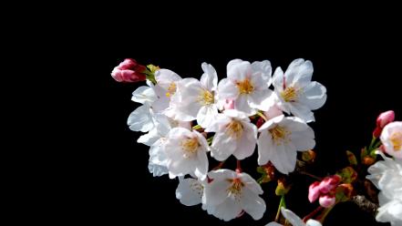 Blossoms flowers spring (season) black background white wallpaper