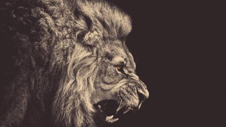 Flipped angry lions wallpaper