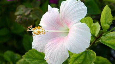 Flowers hibiscus white wallpaper