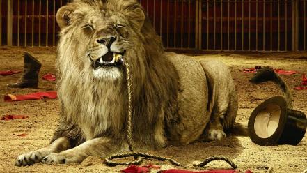 Funny lions circus wallpaper