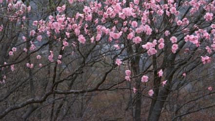 Japan cherry blossoms flowers flowered trees wallpaper