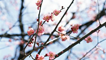 Japan cherry blossoms flowers spring (season) wallpaper