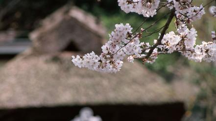 Japan cherry blossoms flowers white blurred background wallpaper