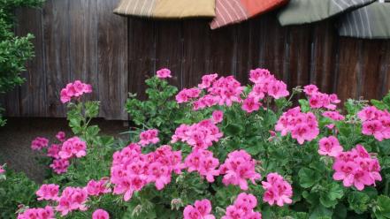 Japan flowers pink wallpaper