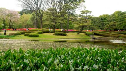 Japan trees flowers spring (season) japanese gardens flowered wallpaper