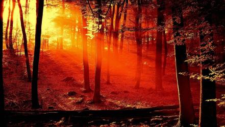 Landscapes nature dawn forest wallpaper