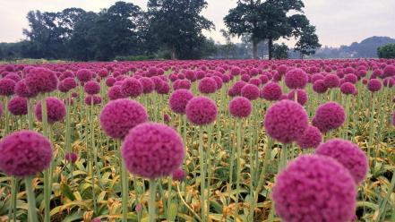 Nature flowers allium wallpaper
