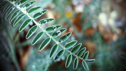 Plants water drops macro depth of field wallpaper