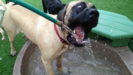Water animals grass dogs funny lawn drinking wallpaper