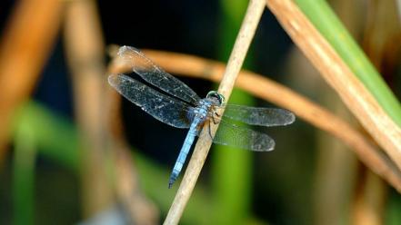 Animals insects dragonflies wallpaper