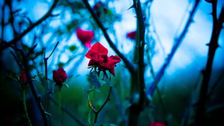 Depth of field roses branches red thorns wallpaper