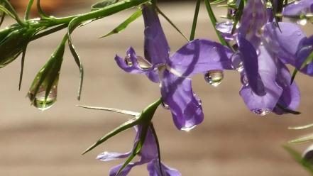 Flowers water drops wallpaper