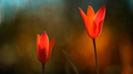 Flowers windows 8 wallpaper